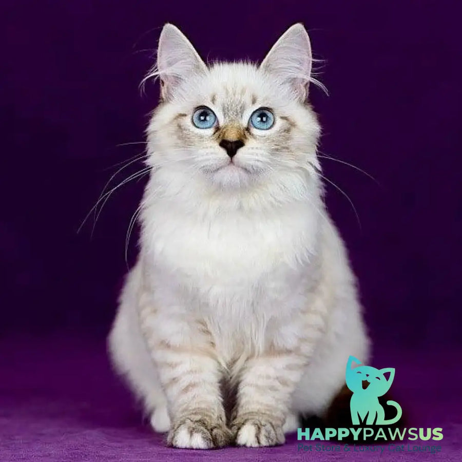 Jinnie Siberian female black with white tabby pointed - live animals