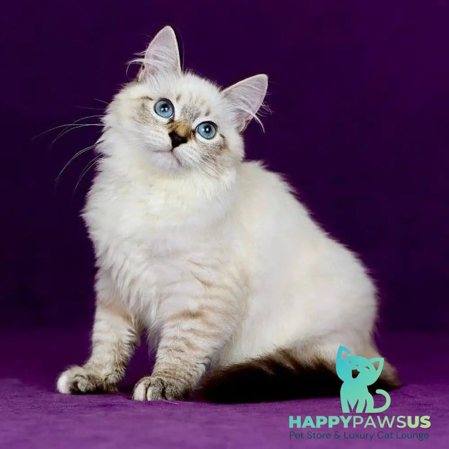 Jinnie Siberian female black with white tabby pointed - live animals