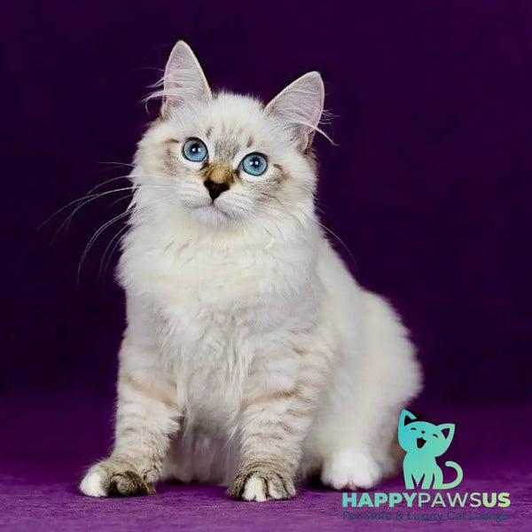 Jinnie Siberian female black with white tabby pointed - live animals