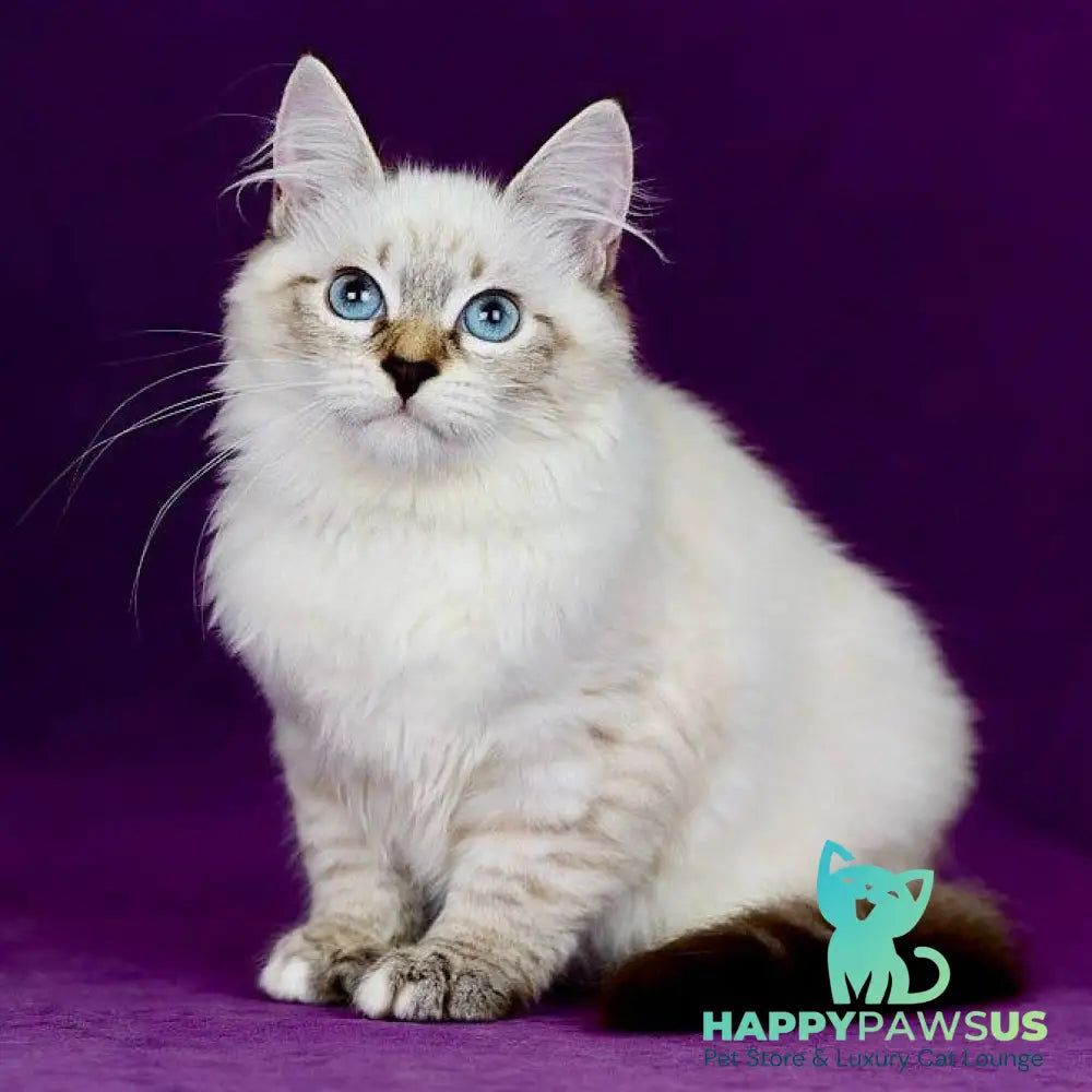 Jinnie Siberian female black with white tabby pointed - live animals
