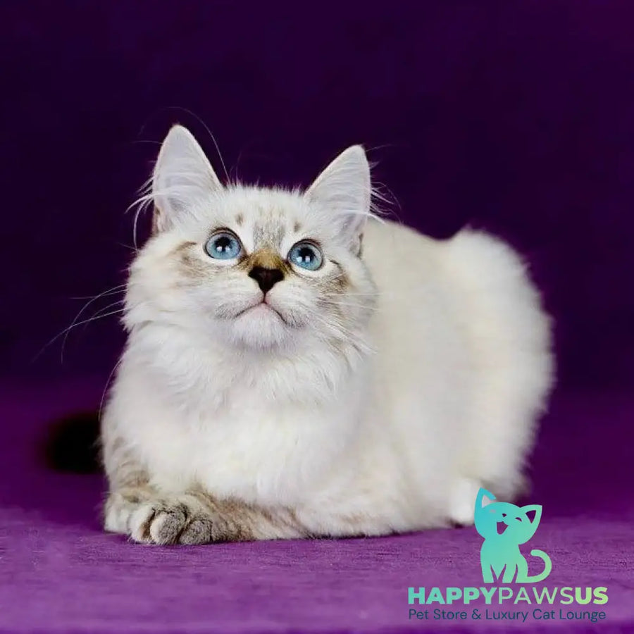 Jinnie Siberian female black with white tabby pointed - live animals