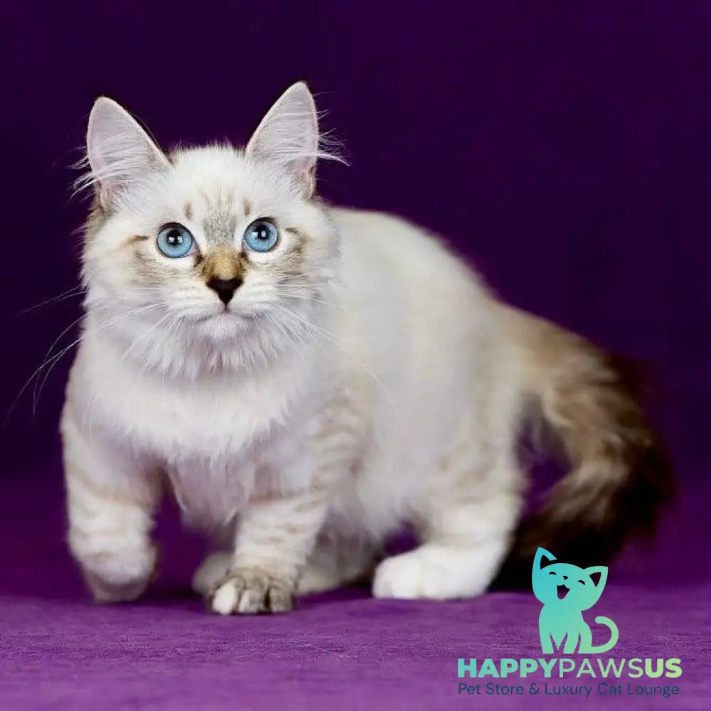 Jinnie Siberian female black with white tabby pointed - live animals