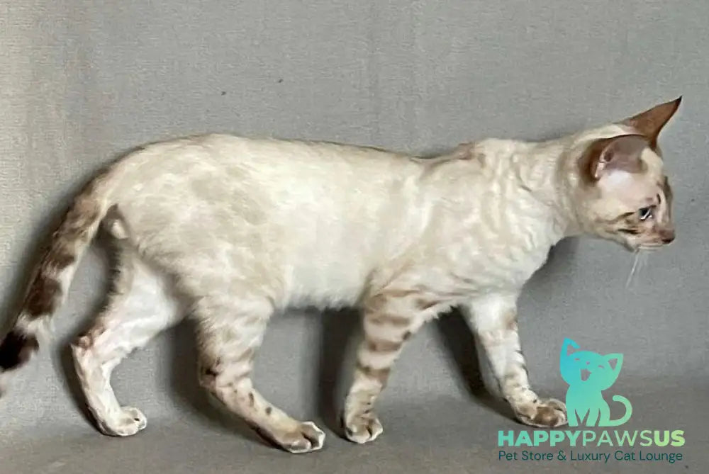 Jinx Bengal male black spotted tabby pointed - live animals