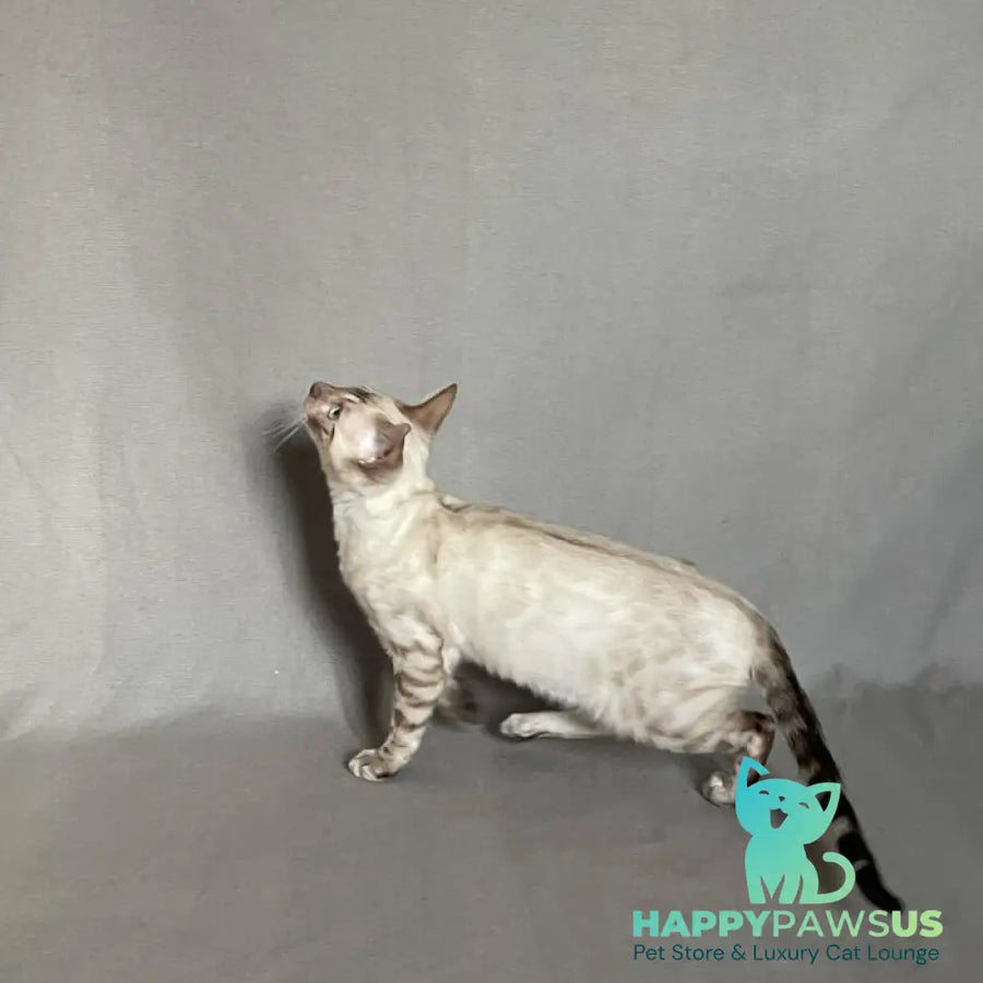 Jinx Bengal male black spotted tabby pointed - live animals