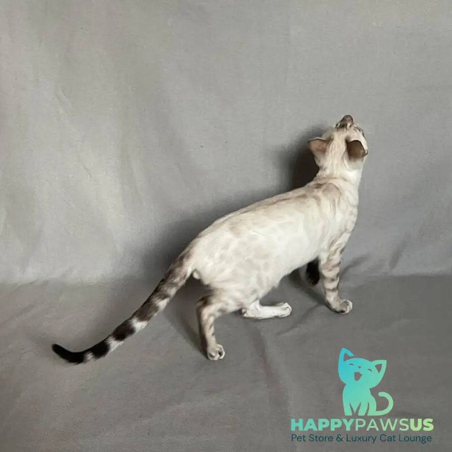 Jinx Bengal male black spotted tabby pointed - live animals