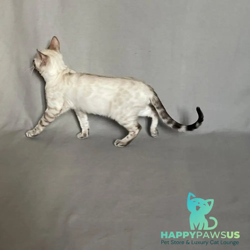 Jinx Bengal male black spotted tabby pointed - live animals