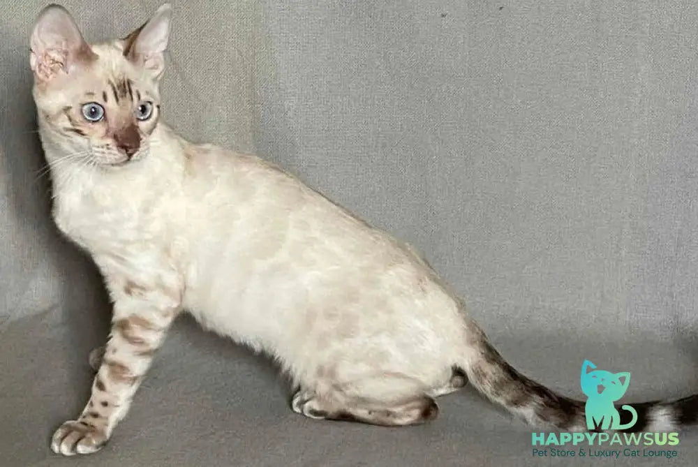 Jinx Bengal male black spotted tabby pointed - live animals
