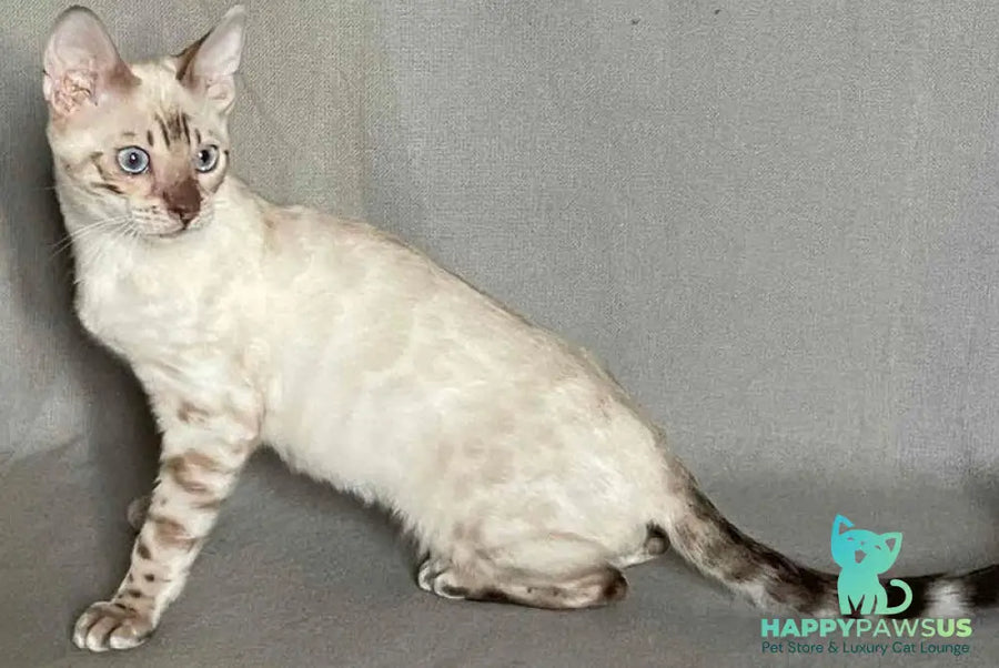 Jinx Bengal male black spotted tabby pointed - live animals