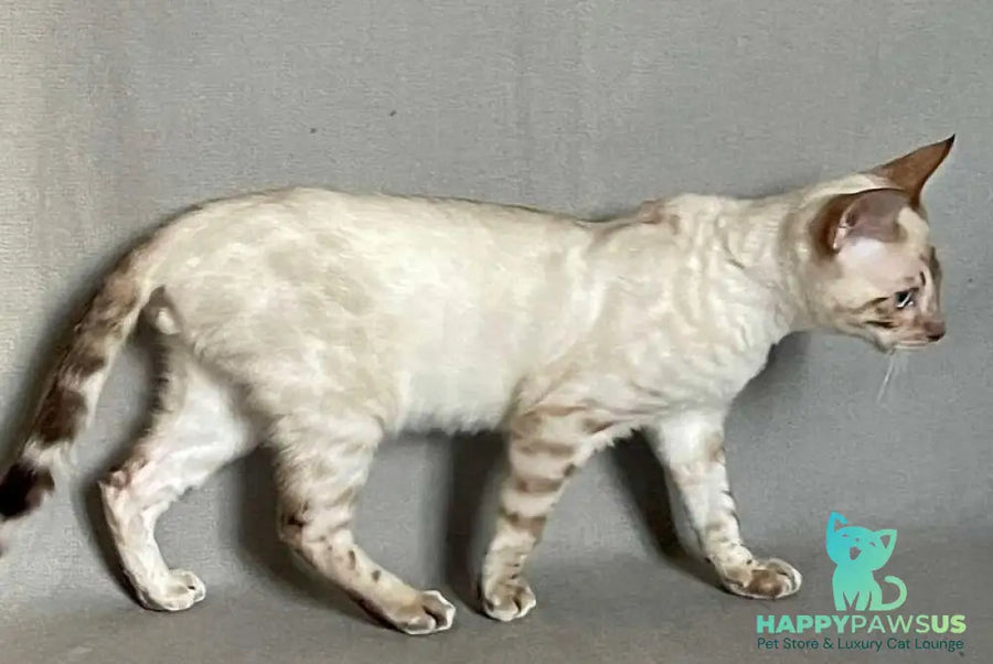 Jinx Bengal male black spotted tabby pointed - live animals