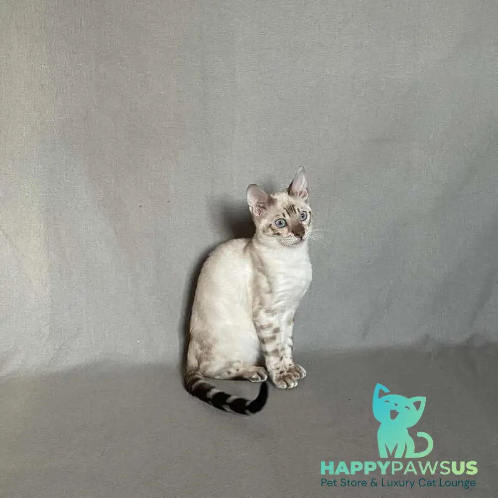 Jinx Bengal male black spotted tabby pointed - live animals