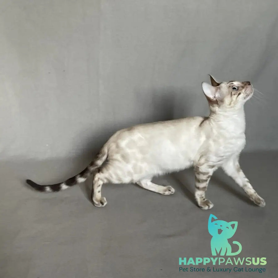 Jinx Bengal male black spotted tabby pointed - live animals
