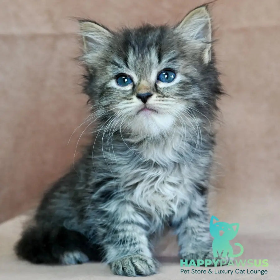 Jive Siberian male black spotted tabby - live animals