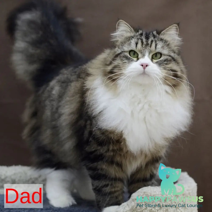 Jive Siberian male black spotted tabby - live animals