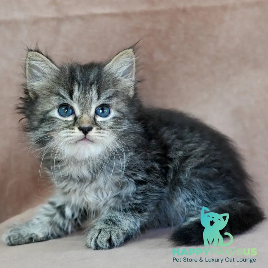 Jive Siberian male black spotted tabby - live animals