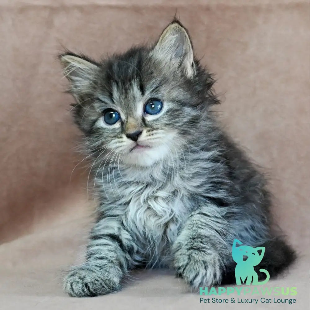 Jive Siberian male black spotted tabby - live animals