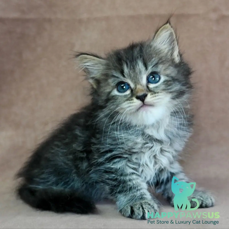Jive Siberian male black spotted tabby - live animals