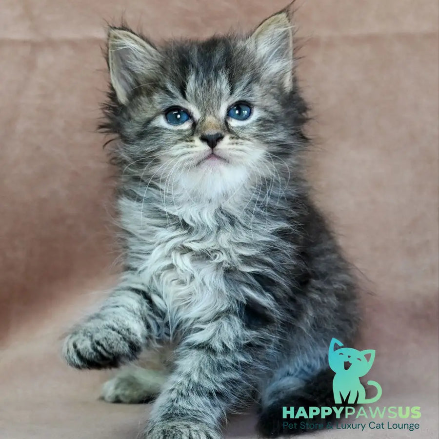 Jive Siberian male black spotted tabby - live animals