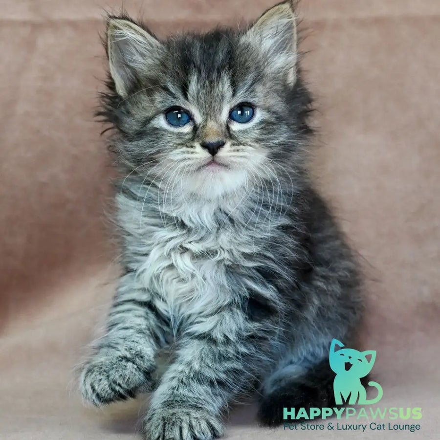 Jive Siberian male black spotted tabby - live animals