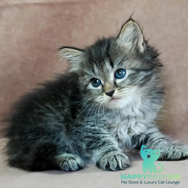 Jive Siberian male black spotted tabby - live animals