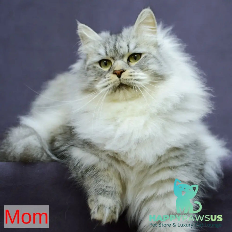 Jive Siberian male black spotted tabby - live animals