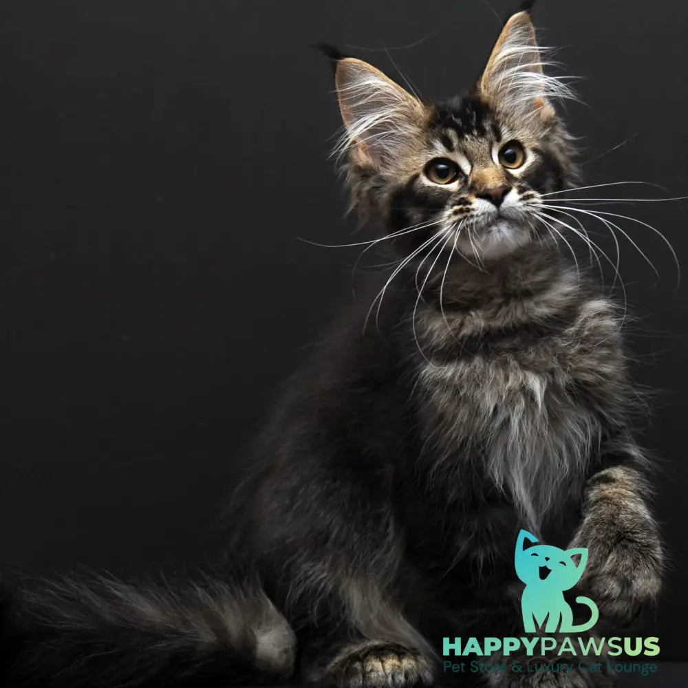 Joanna Maine Coon polydactyl 6x6x6x6 female black ticked tabby - live animals