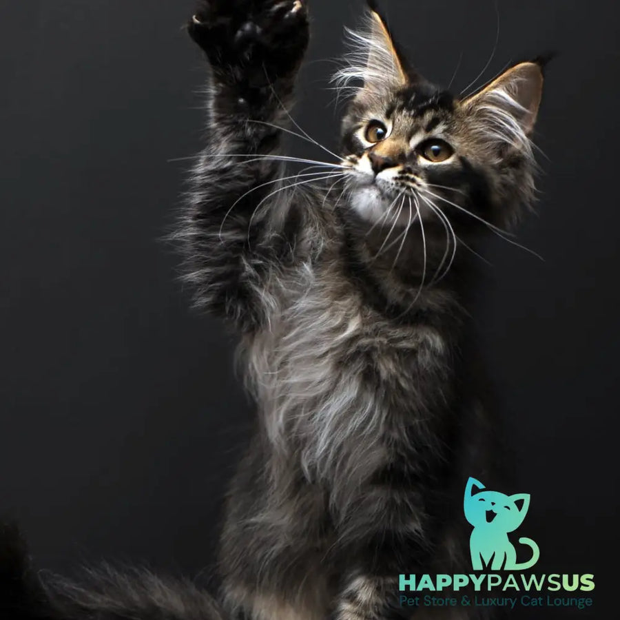 Joanna Maine Coon polydactyl 6x6x6x6 female black ticked tabby - live animals