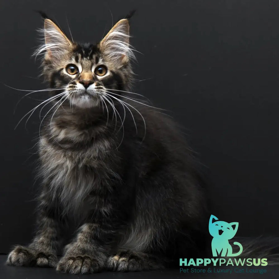 Joanna Maine Coon polydactyl 6x6x6x6 female black ticked tabby - live animals