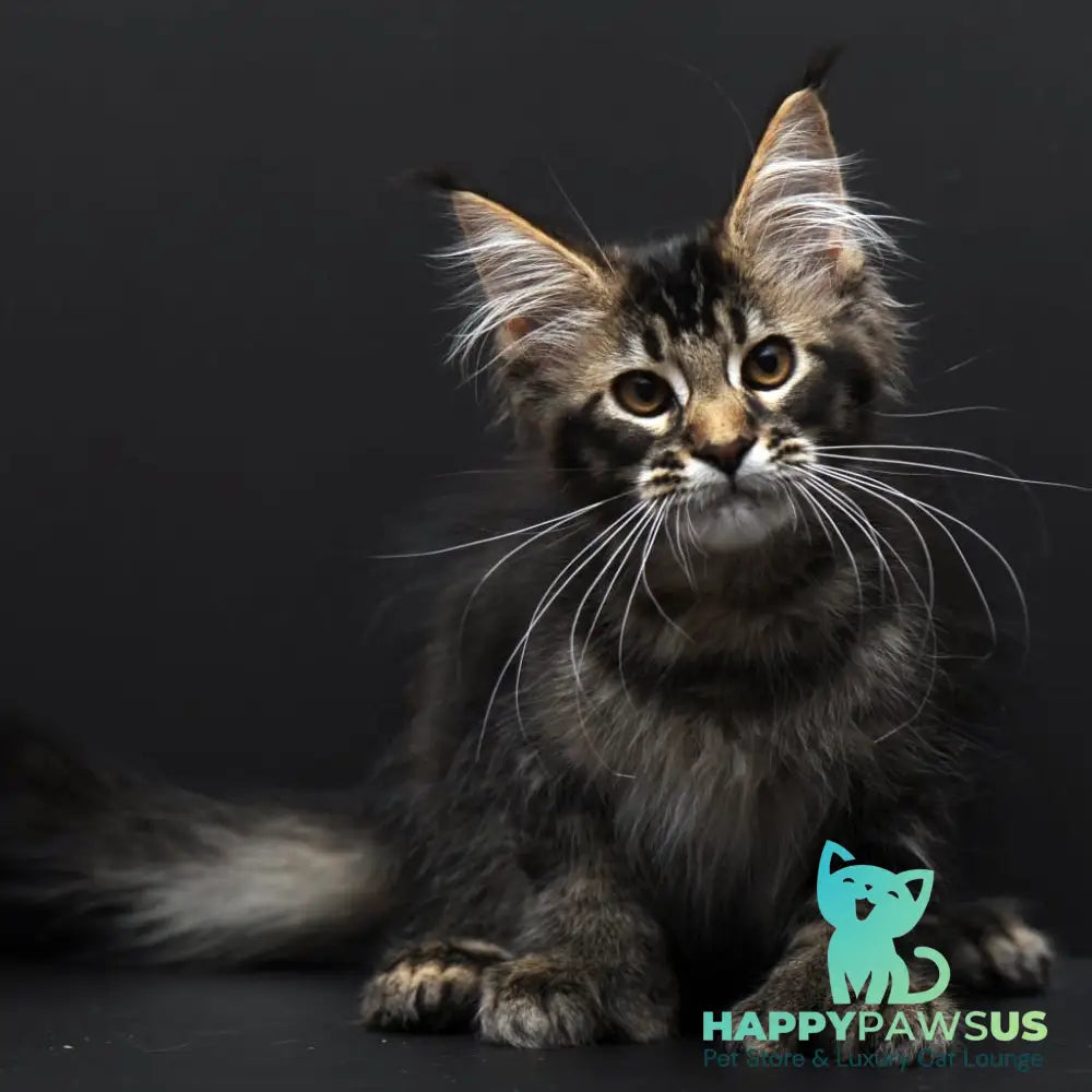 Joanna Maine Coon polydactyl 6x6x6x6 female black ticked tabby - live animals