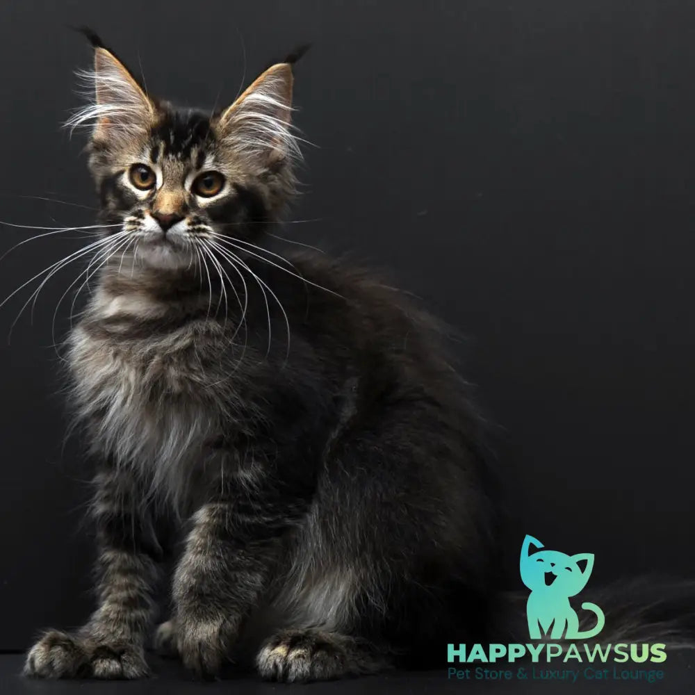 Joanna Maine Coon polydactyl 6x6x6x6 female black ticked tabby - live animals