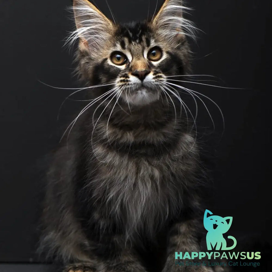 Joanna Maine Coon polydactyl 6x6x6x6 female black ticked tabby - live animals