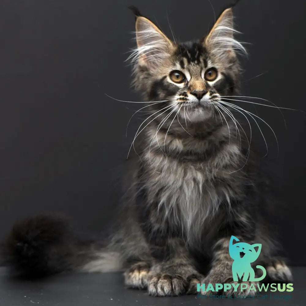 Joanna Maine Coon polydactyl 6x6x6x6 female black ticked tabby - live animals