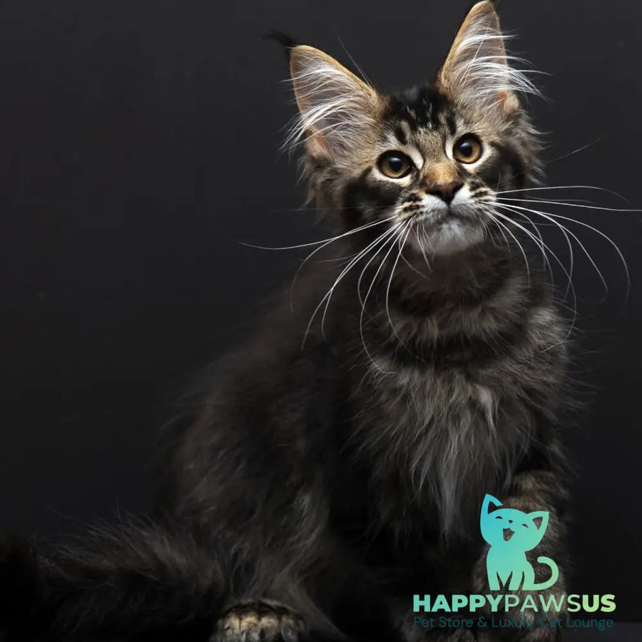 Joanna Maine Coon polydactyl 6x6x6x6 female black ticked tabby - live animals