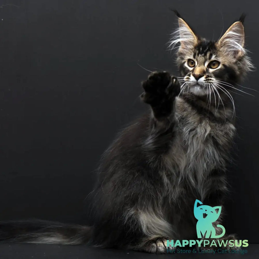 Joanna Maine Coon polydactyl 6x6x6x6 female black ticked tabby - live animals