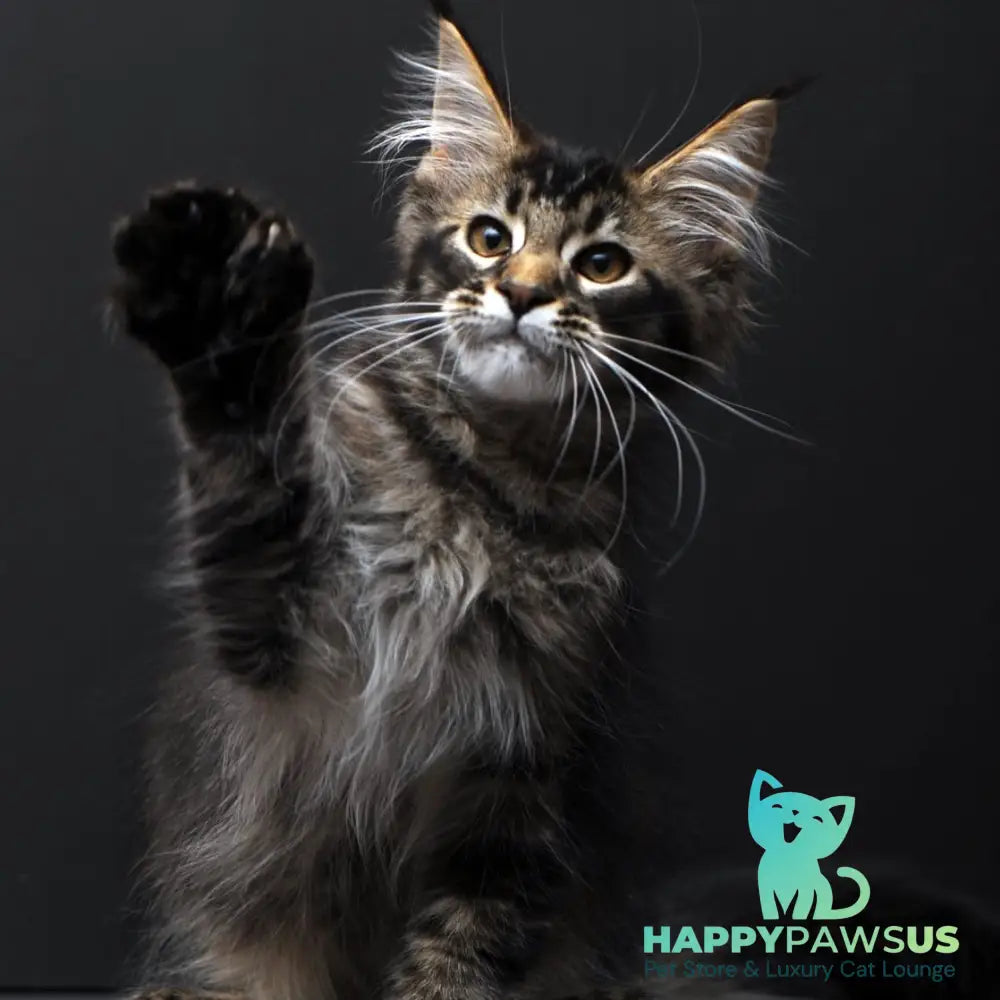 Joanna Maine Coon polydactyl 6x6x6x6 female black ticked tabby - live animals