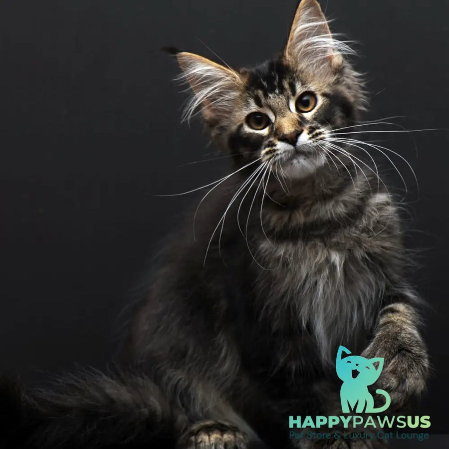 Joanna Maine Coon polydactyl 6x6x6x6 female black ticked tabby - live animals