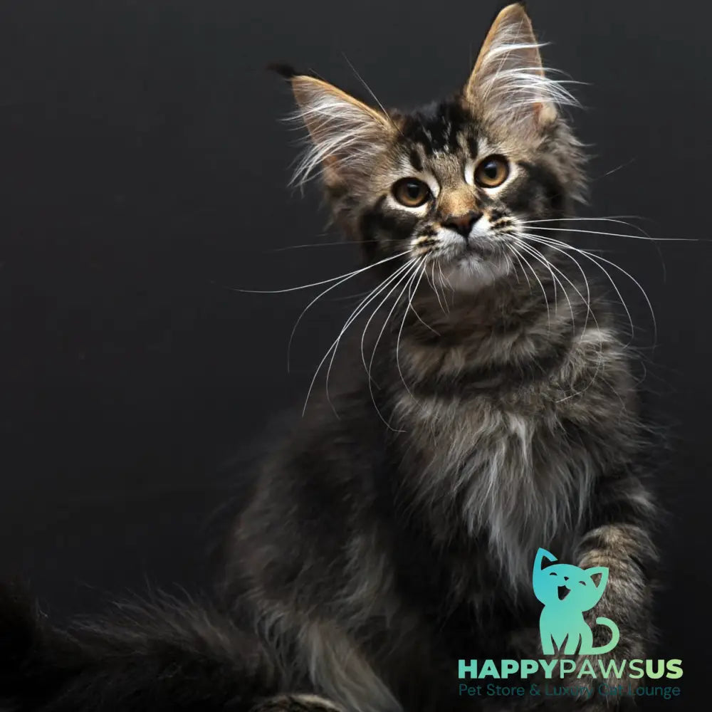 Joanna Maine Coon polydactyl 6x6x6x6 female black ticked tabby - live animals