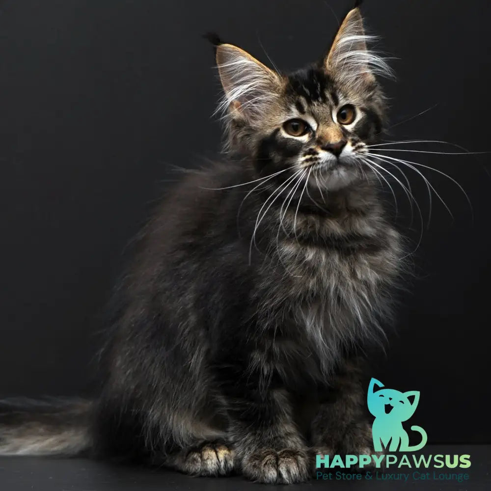 Joanna Maine Coon polydactyl 6x6x6x6 female black ticked tabby - live animals