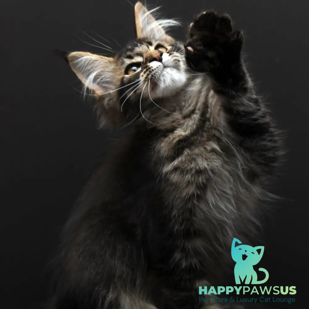 Joanna Maine Coon polydactyl 6x6x6x6 female black ticked tabby - live animals