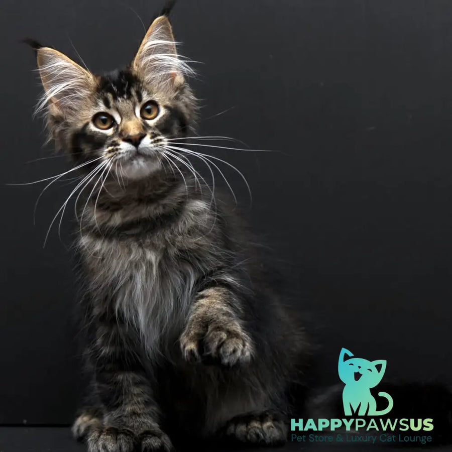 Joanna Maine Coon polydactyl 6x6x6x6 female black ticked tabby - live animals