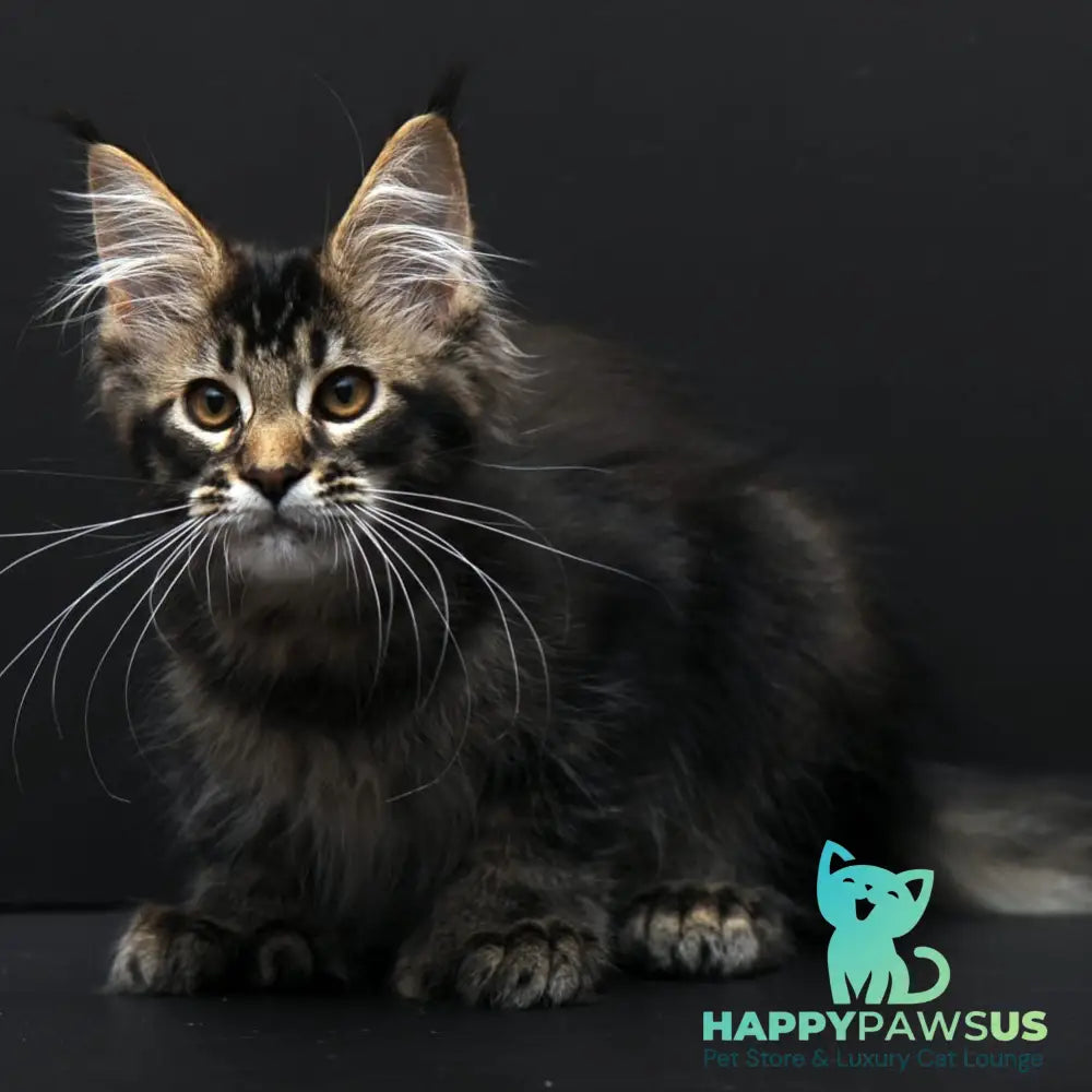 Joanna Maine Coon polydactyl 6x6x6x6 female black ticked tabby - live animals