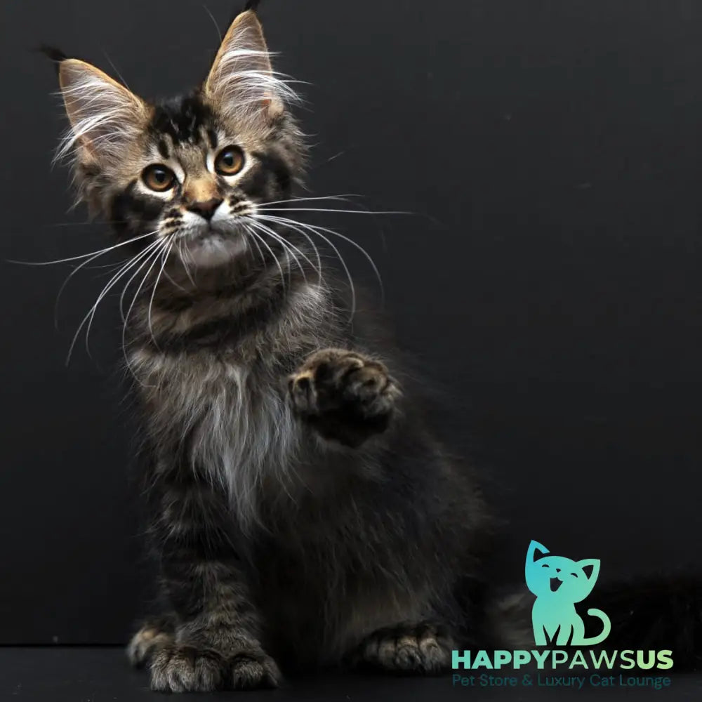 Joanna Maine Coon polydactyl 6x6x6x6 female black ticked tabby - live animals