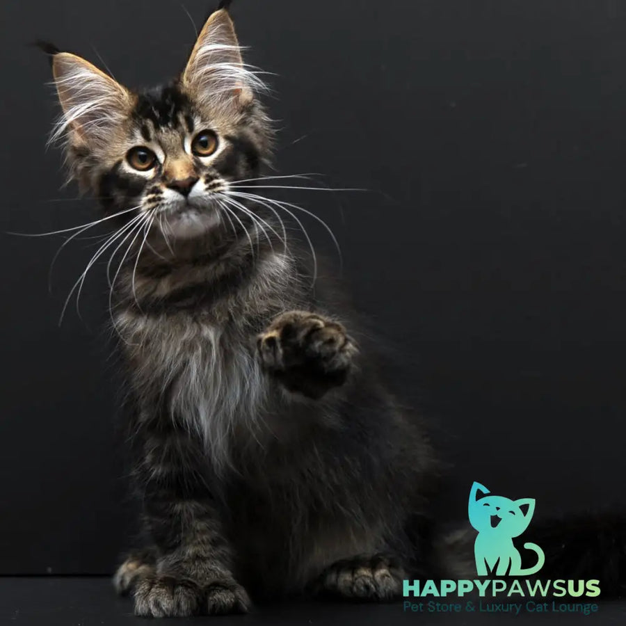 Joanna Maine Coon polydactyl 6x6x6x6 female black ticked tabby - live animals