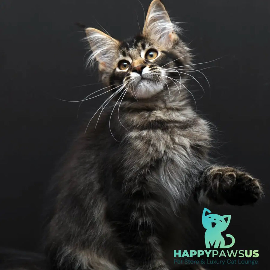 Joanna Maine Coon polydactyl 6x6x6x6 female black ticked tabby - live animals