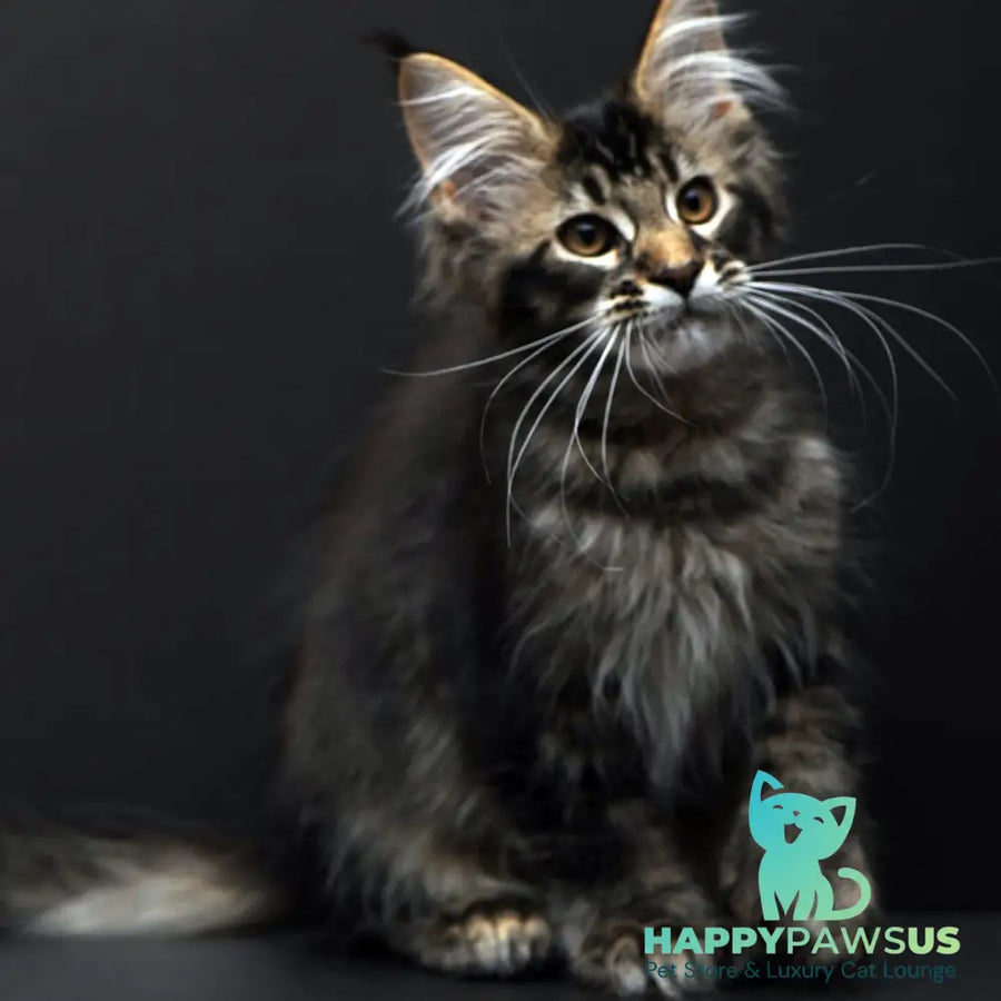 Joanna Maine Coon polydactyl 6x6x6x6 female black ticked tabby - live animals