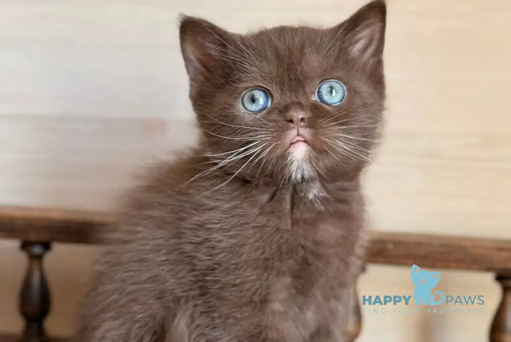 Joe British Longhair male chocolate with white - live animals