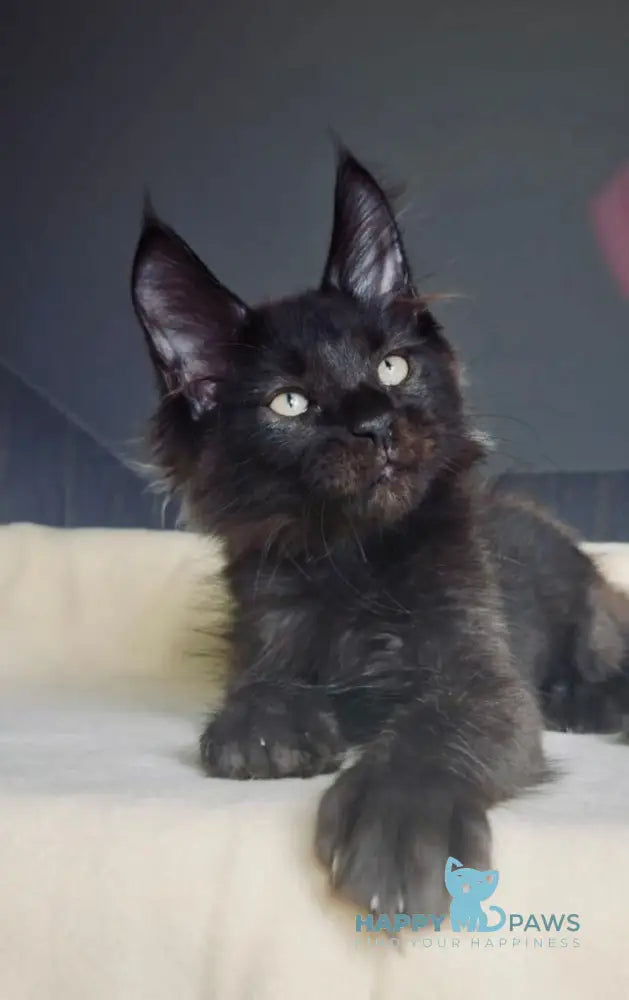 Joe Maine Coon male black live animals