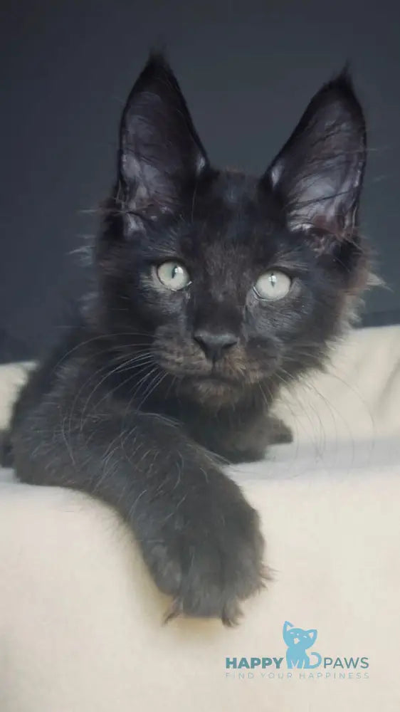 Joe Maine Coon male black live animals