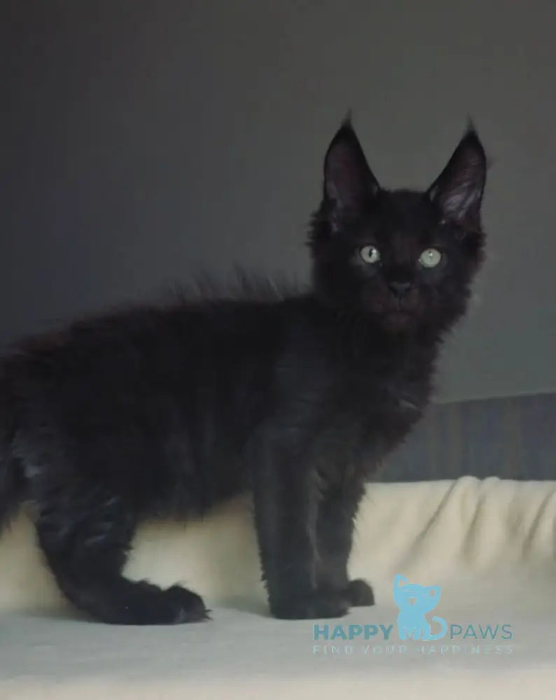 Joe Maine Coon male black live animals