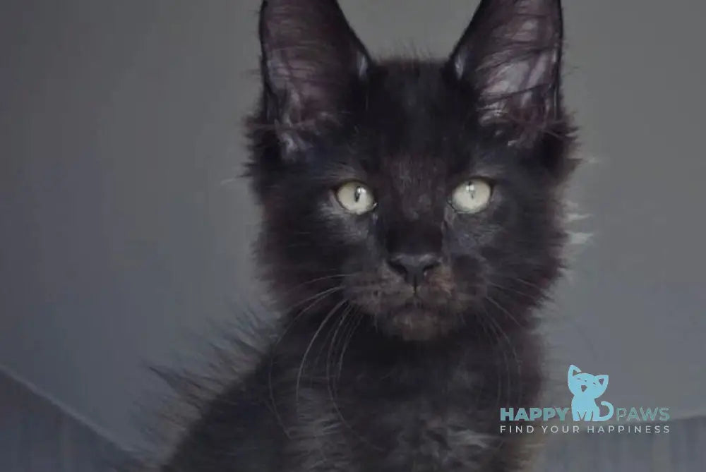 Joe Maine Coon male black live animals