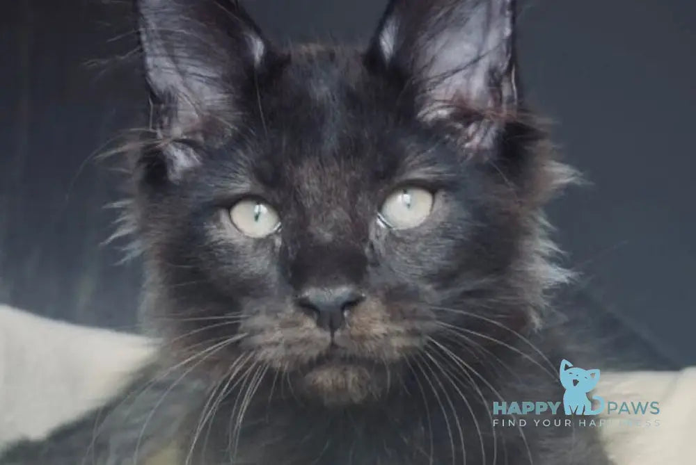 Joe Maine Coon male black live animals